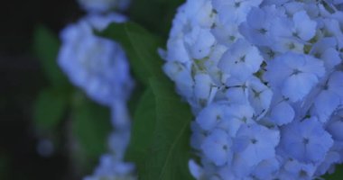 Halk parkındaki bahçede bir ortanca çiçeği. Yüksek kalite 4K görüntü. Suginami bölgesi Zenpukuji Tokyo Japonya 06.04.2024