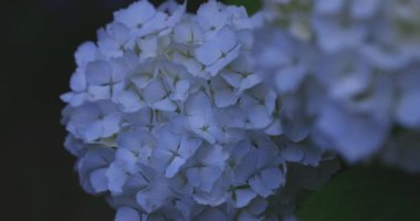 Halk parkındaki bahçede bir ortanca çiçeği. Yüksek kalite 4K görüntü. Suginami bölgesi Zenpukuji Tokyo Japonya 06.04.2024