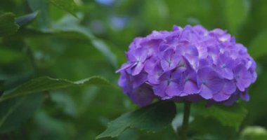 Halk parkındaki bahçede bir ortanca çiçeği. Yüksek kalite 4K görüntü. Suginami bölgesi Zenpukuji Tokyo Japonya 06.04.2024