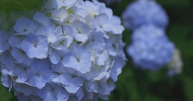 Halk parkındaki bahçede bir ortanca çiçeği. Yüksek kalite 4K görüntü. Suginami bölgesi Zenpukuji Tokyo Japonya 06.04.2024