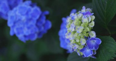 Halk parkındaki bahçede bir ortanca çiçeği. Yüksek kalite 4K görüntü. Suginami bölgesi Zenpukuji Tokyo Japonya 06.04.2024