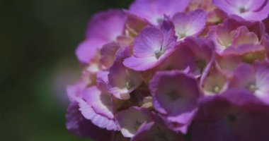 Halk parkındaki bahçede bir ortanca çiçeği. Yüksek kalite 4K görüntü. Suginami bölgesi Zenpukuji Tokyo Japonya 06.04.2024