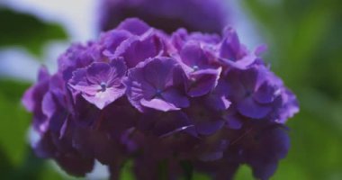 Halk parkındaki bahçede bir ortanca çiçeği. Yüksek kalite 4K görüntü. Suginami bölgesi Zenpukuji Tokyo Japonya 06.04.2024