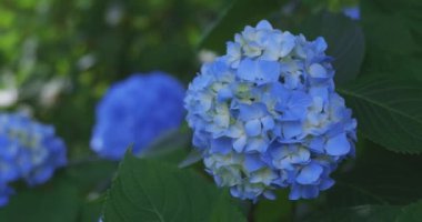 Halk parkındaki bahçede bir ortanca çiçeği. Yüksek kalite 4K görüntü. Suginami bölgesi Zenpukuji Tokyo Japonya 06.04.2024