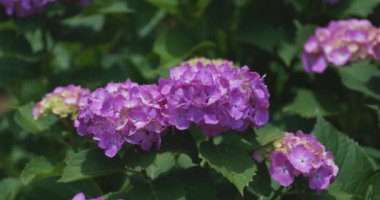 Halk parkındaki bahçede bir ortanca çiçeği. Yüksek kalite 4K görüntü. Suginami bölgesi Zenpukuji Tokyo Japonya 06.04.2024