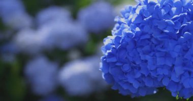 Halk parkındaki bahçede bir ortanca çiçeği. Yüksek kalite 4K görüntü. Suginami bölgesi Zenpukuji Tokyo Japonya 06.04.2024