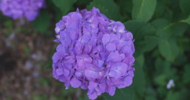 Halk parkındaki bahçede bir ortanca çiçeği. Yüksek kalite 4K görüntü. Suginami bölgesi Zenpukuji Tokyo Japonya 06.04.2024