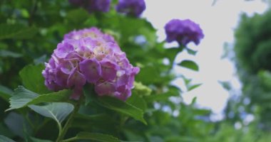 Halk parkındaki bahçede bir ortanca çiçeği. Yüksek kalite 4K görüntü. Suginami bölgesi Zenpukuji Tokyo Japonya 06.04.2024