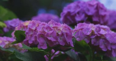 Halk parkındaki bahçede bir ortanca çiçeği. Yüksek kalite 4K görüntü. Suginami bölgesi Zenpukuji Tokyo Japonya 06.04.2024