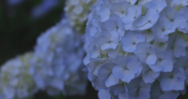 Halk parkındaki bahçede bir ortanca çiçeği. Yüksek kalite 4K görüntü. Suginami bölgesi Zenpukuji Tokyo Japonya 06.04.2024