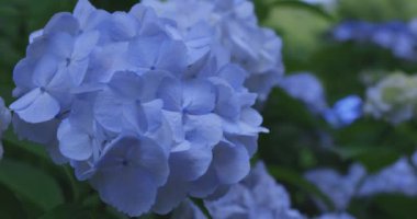 Halk parkındaki bahçede bir ortanca çiçeği. Yüksek kalite 4K görüntü. Suginami bölgesi Zenpukuji Tokyo Japonya 06.04.2024