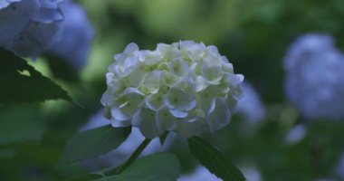 Halk parkındaki bahçede bir ortanca çiçeği. Yüksek kalite 4K görüntü. Suginami bölgesi Zenpukuji Tokyo Japonya 06.04.2024