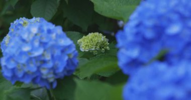 Halk parkındaki bahçede bir ortanca çiçeği. Yüksek kalite 4K görüntü. Suginami bölgesi Zenpukuji Tokyo Japonya 06.04.2024