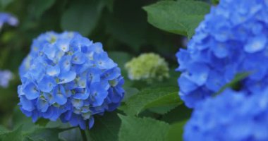 Halk parkındaki bahçede bir ortanca çiçeği. Yüksek kalite 4K görüntü. Suginami bölgesi Zenpukuji Tokyo Japonya 06.04.2024