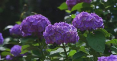 Halk parkındaki bahçede bir ortanca çiçeği. Yüksek kalite 4K görüntü. Suginami bölgesi Zenpukuji Tokyo Japonya 06.04.2024