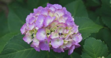 Halk parkındaki bahçede bir ortanca çiçeği. Yüksek kalite 4K görüntü. Suginami bölgesi Zenpukuji Tokyo Japonya 06.04.2024