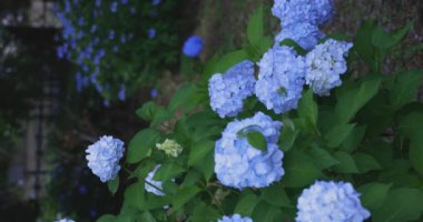 Halk parkındaki bahçede bir ortanca çiçeği. Yüksek kalite 4K görüntü. Suginami bölgesi Zenpukuji Tokyo Japonya 06.04.2024