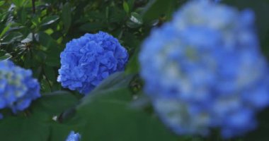 Halk parkındaki bahçede bir ortanca çiçeği. Yüksek kalite 4K görüntü. Suginami bölgesi Zenpukuji Tokyo Japonya 06.04.2024