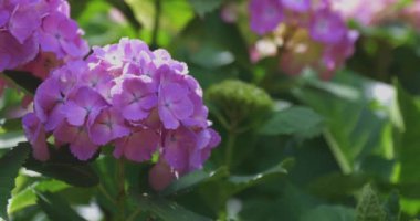 Halk parkındaki bahçede bir ortanca çiçeği. Yüksek kalite 4K görüntü. Suginami bölgesi Zenpukuji Tokyo Japonya 06.04.2024