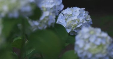 Halk parkındaki bahçede bir ortanca çiçeği. Yüksek kalite 4K görüntü. Suginami bölgesi Zenpukuji Tokyo Japonya 06.04.2024