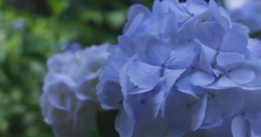Halk parkındaki bahçede bir ortanca çiçeği. Yüksek kalite 4K görüntü. Suginami bölgesi Zenpukuji Tokyo Japonya 06.04.2024