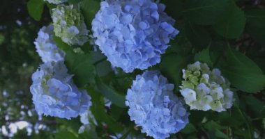 Halk parkındaki bahçede bir ortanca çiçeği. Yüksek kalite 4K görüntü. Suginami bölgesi Zenpukuji Tokyo Japonya 06.04.2024