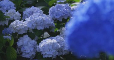 Halk parkındaki bahçede bir ortanca çiçeği. Yüksek kalite 4K görüntü. Suginami bölgesi Zenpukuji Tokyo Japonya 06.04.2024