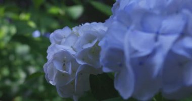 Halk parkındaki bahçede bir ortanca çiçeği. Yüksek kalite 4K görüntü. Suginami bölgesi Zenpukuji Tokyo Japonya 06.04.2024