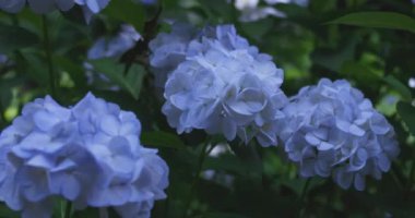 Halk parkındaki bahçede bir ortanca çiçeği. Yüksek kalite 4K görüntü. Suginami bölgesi Zenpukuji Tokyo Japonya 06.04.2024