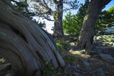 A tall Japanese juniper tree in Osezaki Shizuoka. High quality photo. Numazu district Osezaki Shizuoka Japan 01.26.2023 clipart