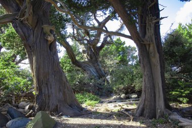Shizuoka Osezaki 'de uzun bir Japon ardıç ağacı. Yüksek kalite fotoğraf. Numazu bölgesi Osezaki Shizuoka Japonya 01.26.2023