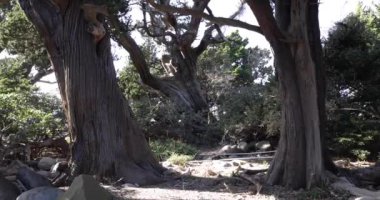 Osezaki Shizuoka 'da Japon selvi ağaçları. Yüksek kalite 4K görüntü. Numazu bölgesi Osezaki Shizuoka Japonya 01.26.2023