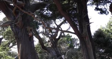 Osezaki Shizuoka 'da Japon selvi ağaçları. Yüksek kalite 4K görüntü. Numazu bölgesi Osezaki Shizuoka Japonya 01.26.2023