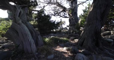 Osezaki Shizuoka 'da Japon selvi ağaçları. Yüksek kalite 4K görüntü. Numazu bölgesi Osezaki Shizuoka Japonya 01.26.2023