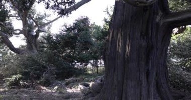 Osezaki Shizuoka 'da Japon selvi ağaçları. Yüksek kalite 4K görüntü. Numazu bölgesi Osezaki Shizuoka Japonya 01.26.2023