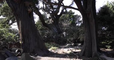 Osezaki Shizuoka 'da Japon selvi ağaçları. Yüksek kalite 4K görüntü. Numazu bölgesi Osezaki Shizuoka Japonya 01.26.2023