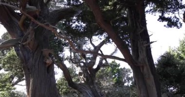 Osezaki Shizuoka 'da Japon selvi ağaçları. Yüksek kalite 4K görüntü. Numazu bölgesi Osezaki Shizuoka Japonya 01.26.2023