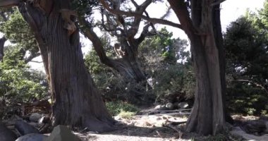 Osezaki Shizuoka 'da Japon selvi ağaçları. Yüksek kalite 4K görüntü. Numazu bölgesi Osezaki Shizuoka Japonya 01.26.2023