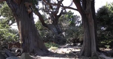 Osezaki Shizuoka 'da Japon selvi ağaçları. Yüksek kalite 4K görüntü. Numazu bölgesi Osezaki Shizuoka Japonya 01.26.2023