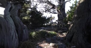 Osezaki Shizuoka 'da Japon selvi ağaçları. Yüksek kalite 4K görüntü. Numazu bölgesi Osezaki Shizuoka Japonya 01.26.2023