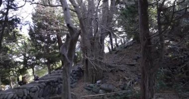 Osezaki Shizuoka 'da Japon selvi ağaçları. Yüksek kalite 4K görüntü. Numazu bölgesi Osezaki Shizuoka Japonya 01.26.2023