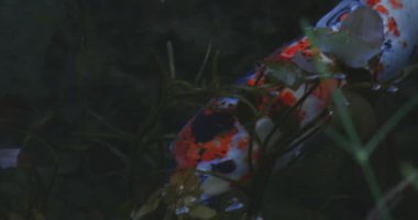 Güzel yeşil gölette yüzen sazan balığı. Itadori-shi Gifu Japonya - 09.07.2019 Japonya 'da Monet Gölü