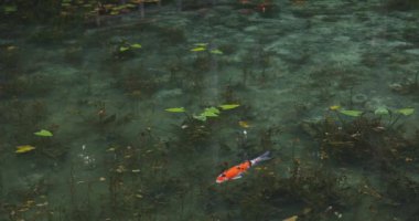 Güzel yeşil gölette sazan balığı yüzüyor. Itadori-shi Gifu Japonya - 09.07.2019 Japonya 'da Monet Gölü