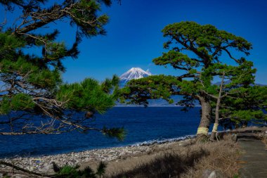 Numazu Shizuoka 'daki Suruga körfezi yakınlarında Fuji Dağı ve Çam ağacı. Yüksek kalite fotoğraf. Numazu bölgesi Osezaki Shizuoka Japonya 01.26.2023