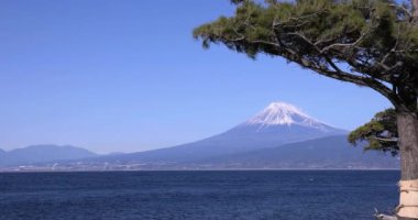 Numazu Shizuoka 'daki Suruga körfezi yakınlarında Fuji Dağı ve Çam ağacı. Yüksek kalite 4K görüntü. Numazu bölgesi Osezaki Shizuoka Japonya 01.26.2023