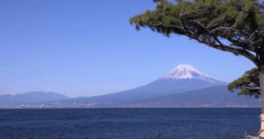 Numazu Shizuoka 'daki Suruga körfezi yakınlarında Fuji Dağı ve Çam ağacı. Yüksek kalite 4K görüntü. Numazu bölgesi Osezaki Shizuoka Japonya 01.26.2023