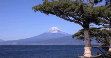 Numazu Shizuoka 'daki Suruga körfezi yakınlarında Fuji Dağı ve Çam ağacı. Yüksek kalite 4K görüntü. Numazu bölgesi Osezaki Shizuoka Japonya 01.26.2023