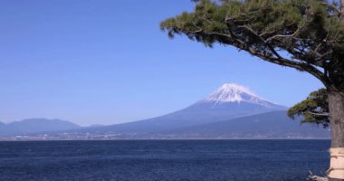 Numazu Shizuoka 'daki Suruga körfezi yakınlarında Fuji Dağı ve Çam ağacı. Yüksek kalite 4K görüntü. Numazu bölgesi Osezaki Shizuoka Japonya 01.26.2023
