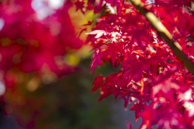 Sonbaharda Kyoto 'da kırmızı akçaağaç yaprakları. Yüksek kalite 4K görüntü. Kyoto Bölgesi Minamiku Kyoto Japonya 12.02.2023