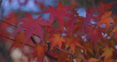 Kızıl akçaağaç sonbaharda Kyoto 'da Katsuragawa yakınlarında ayrılıyor. Yüksek kalite 4K görüntü. Kyoto Bölgesi Minamiku Kyoto Japonya 12.02.2023